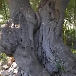 Lejlighed Masseria Ai Pioppi *