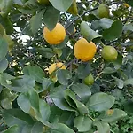 Lejlighed Masseria Ai Pioppi