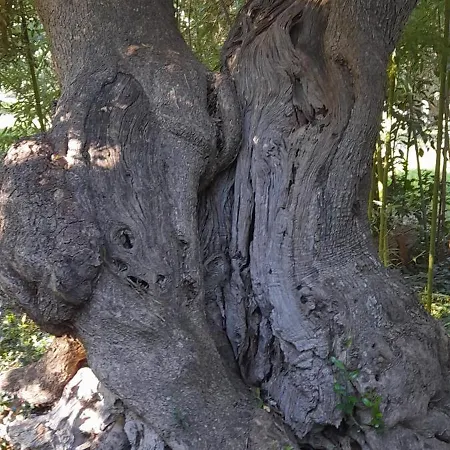 Lejlighed Masseria Ai Pioppi *