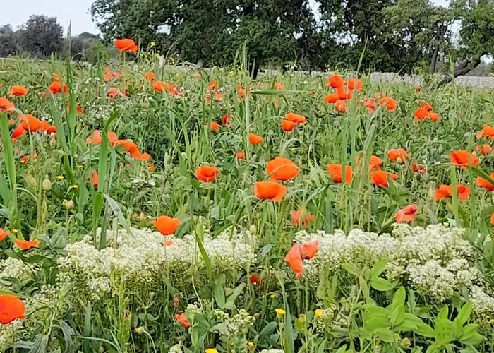 דירה Masseria Ai Pioppi *