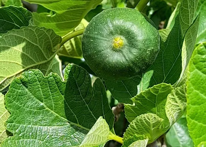 Masseria Ai Pioppi * Putignano